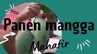 Panen Mangga Mahatir