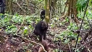 Monkey fight 2