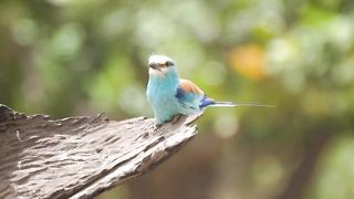 Colorful bird on a tree