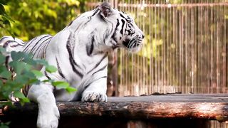 WOW!!! RARE WHITE TIGER SIGHTING