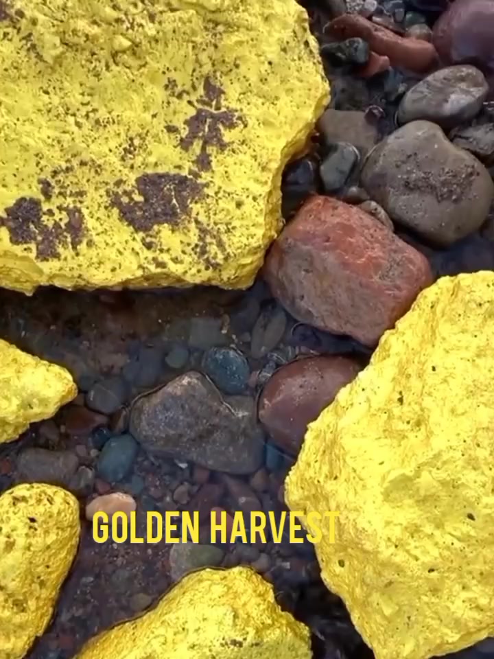 Golden Harvest - Febspot