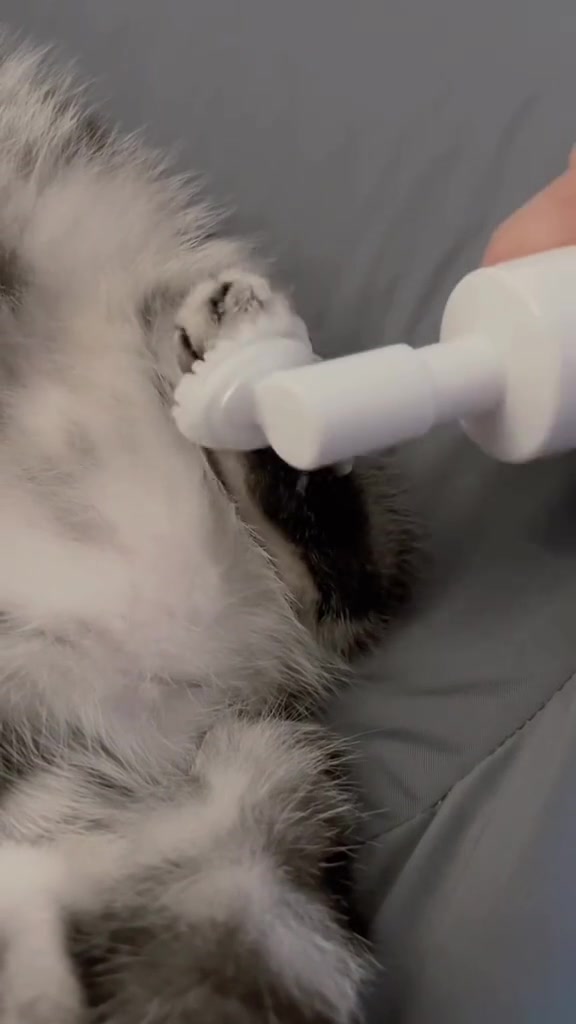 Asmr Cat Spa Day Ultimate Relaxation For Your Feline Friend By Oxy On Febspot