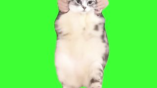 cat dance to girlfriend