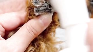 Puppy Pampering Paradise: ASMR Spa Experience for Adorable Pups  | Relaxing Sounds for Dog Lovers