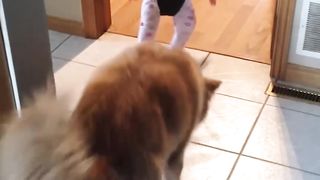 Funny Dog Teaches Baby How to Bounce in Swing!