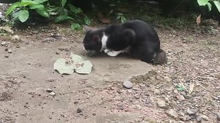 black cat eating fish#cat#funny cat#animals