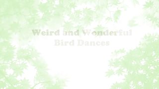 Weird & Wonderful Dancing Birds Compilation