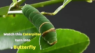 Watch this Caterpillar Turn Into A Butterfly - Papilio Demoleus - Metamorphosis - Lime swallowtail