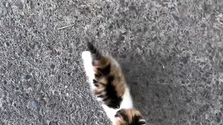 Cat and kittens 2