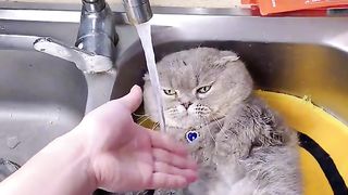 cat bathing