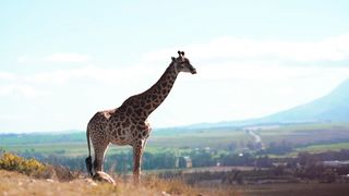 Certainly! Here are some facts about giraffes