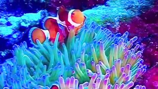 clownfish and anemone mutualism