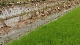 Mengembala bebek di sawah. #pertanian #bebek