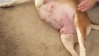 Rescued Pittie Loves Her Foster Kittens