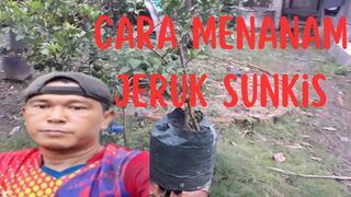 Cara Menanam jeruk Sunkis dalam Pot