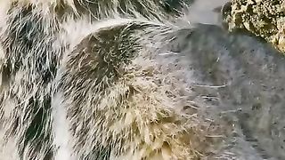 Meets Pallas cat is so damn cute...????