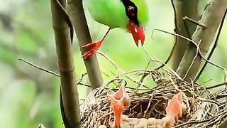 Beautiful Birds Are Feeding Their Young...