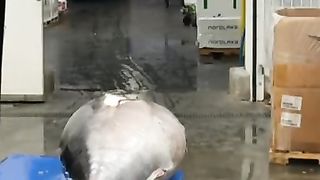 big tuna cutting skills-fishing factory