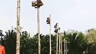 Monkey Race PICKING COCONUT FRUIT