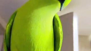 Parrot love