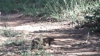 Slender mongoose kills black mamba