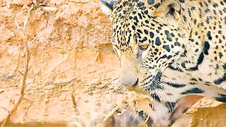 The Aquatic Apex: Jaguar's Incredible Hunting Prowess on Land and Water