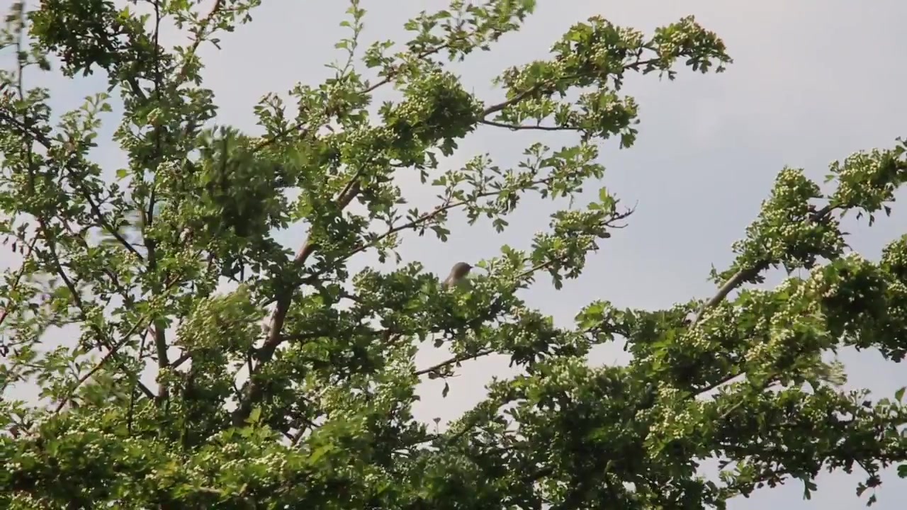 BIRD- Lesser Whitethroat and call. by boneec on Febspot