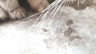 a cat fighting a lizard #cat#funny cat#animals#funny animals