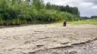 Bear spray in action _ Alaskan grizzly bear encounter