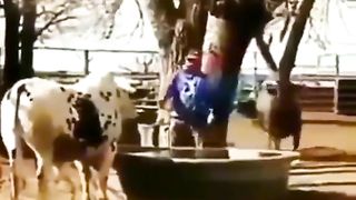 Cow Vs Man