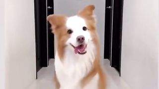 dog funny video 2