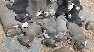 I LOVE puppies american bully pocket. pick your favorite. this îs bigdogs România KENNEL