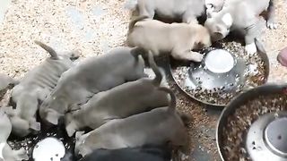 how do i Feed my dogs ..www amazing video with puppies american bully pocket.This îs bigdogs România