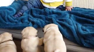 Pug puppies want to play with Louie! 2