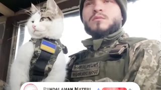 army cat