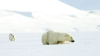 Polar bear cub is surprised by a seal - Snow Bears: Preview - BBC One