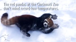 Red Pandas Play in the Snow