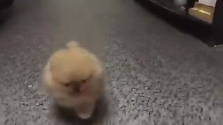 Tiny Dog Barking