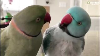 Parrots incredibly talk to one other like humans