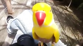 Parrot Asks Owner "Really!?"