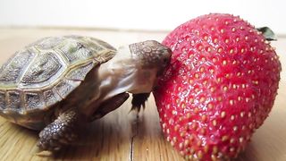 First Strawberry