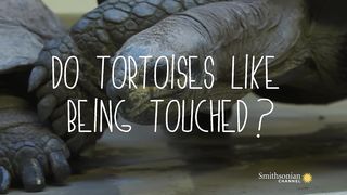 Do Tortoises Like Being Touched?