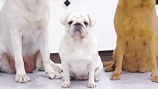 Funny dogs video