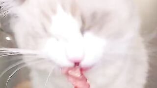 Asmr animal #1