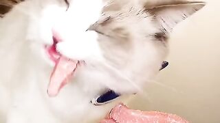 asmr animal - cute cat eating