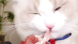 asmr animal - cute cat eating 2