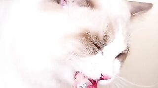 asmr animal - cute cat eating 3