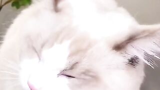 asmr animal - cute cat eating 4