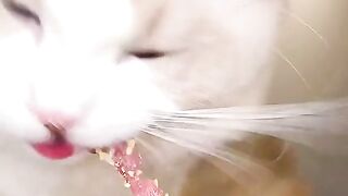 asmr animal - cute cat eating 5