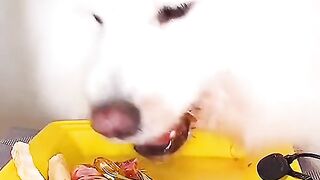 asmr animal - cute dog eating